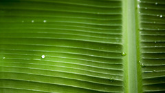 Palm tree dew nature