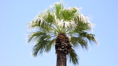 Palm trees