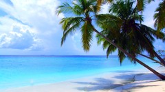 Palm trees Beaches