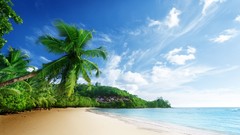 Palm trees Beaches