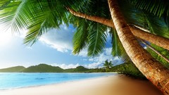 Palm trees Beaches artwork