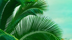 Palm trees Beaches palm leaves