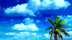 Palm trees Beaches skies