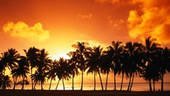 Palm trees Beaches sunlight