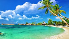 Palm trees Beaches tropical