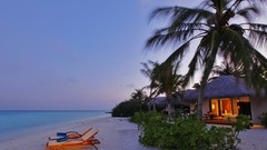 Palm trees Beaches tropical