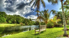 palm trees bench clouds sky water Plants Trees