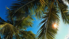Palm trees caribbean