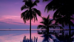 Palm trees cgi swimming pools