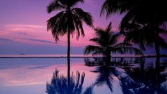 Palm trees cgi swimming pools