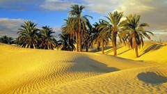 Palm trees deserts