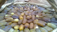 Palm trees fruits dates date tree