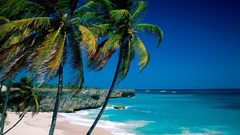 Palm trees Sea Beaches