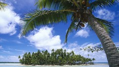 Palm trees Sea Beaches