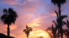 Palm trees Sea Beaches