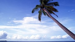 Palm trees Sea Beaches