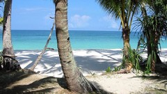 Palm trees Sea Beaches