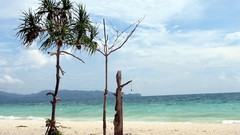 Palm trees Sea Beaches