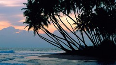 Palm trees Sea Beaches