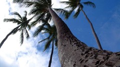 Palm trees Sea Beaches