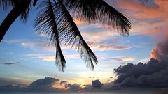 Palm trees Sea Beaches