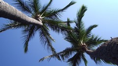 Palm trees Sea Beaches