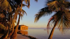 Palm trees Sea Beaches