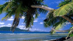 Palm trees Sea Beaches