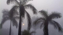 Palm trees Sea Beaches