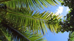 Palm trees Sea Beaches