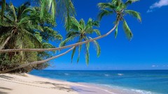 Palm trees Sea Beaches