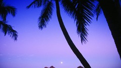 Palm trees Sea Islands