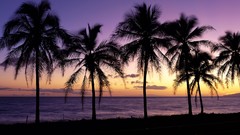 Palm trees silhouettes Beaches