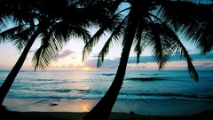 Palm trees silhouettes Beaches West