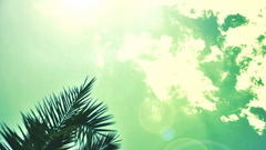 palm trees sky clouds sunlight sun summer lens flare