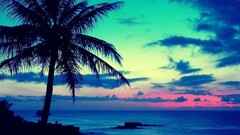 palm trees sky Sea horizon sunset cyan blue nature dark clouds