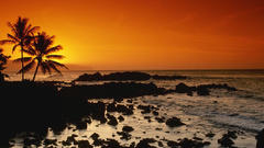 Palm trees stones sunset