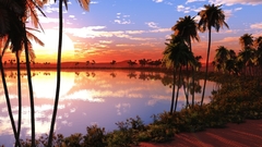 Palm trees sunset nature