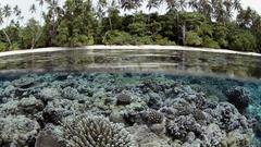 Palm trees underwater coral