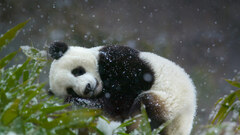 panda Animals Mammals Bears Plants snow