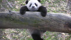 Panda bears
