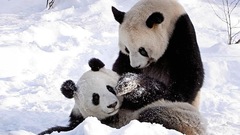 Panda bears