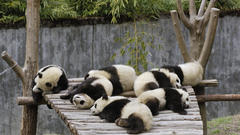 Panda bears