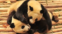 Panda bears