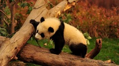Panda bears