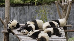 Panda bears