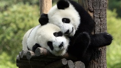 Panda bears