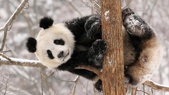 Panda bears