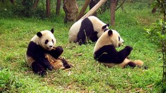 Panda bears