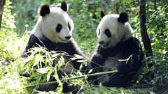Panda bears
